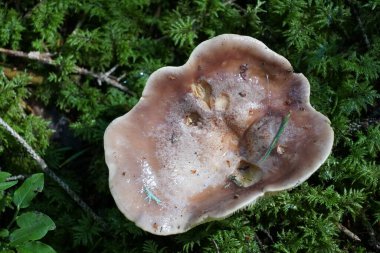 Fotokopi çekilen bir mantar..