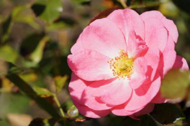 Kırmızı gül. Negatif alanlı yakın plan fotoğraf..