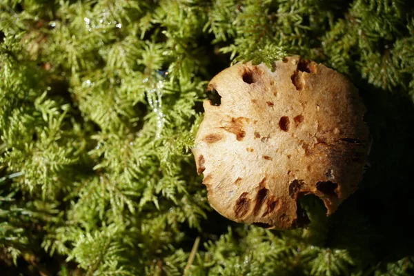 绿色森林地面上的一个蘑菇 带有负的空间照片 高角镜头 — 图库照片