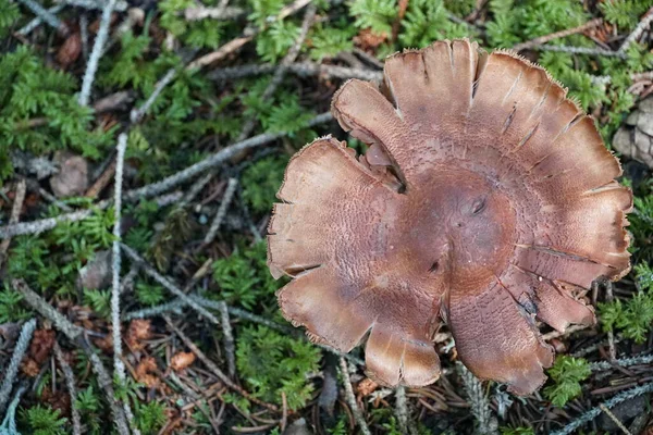 A mushroom with copy space colour photo. — Stock Photo, Image