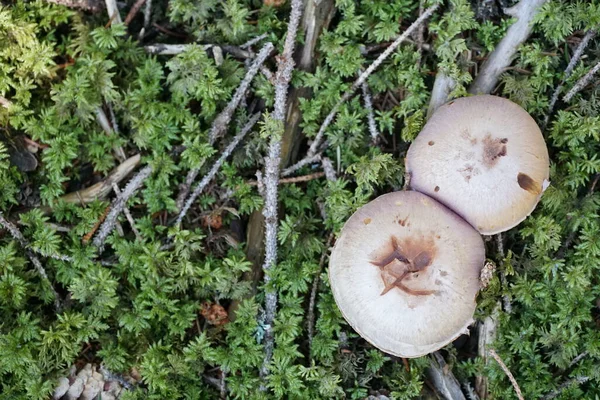 Un champignon avec un espace de copie photo couleur. — Photo