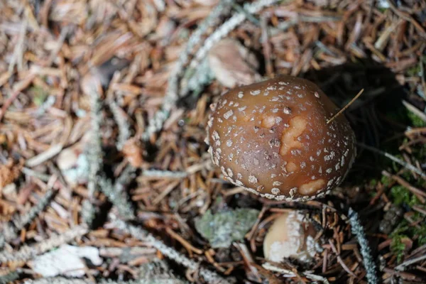 Un champignon avec un espace de copie photo couleur. — Photo