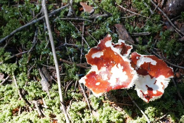 Cogumelos com cópia espaço cor foto. — Fotografia de Stock