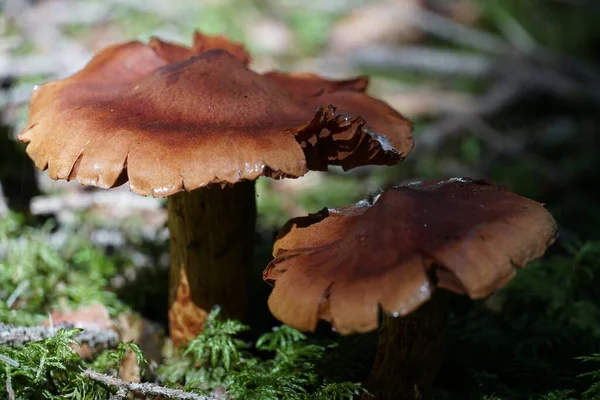 복사 공간 컬러 사진이 있는 버섯. — 스톡 사진
