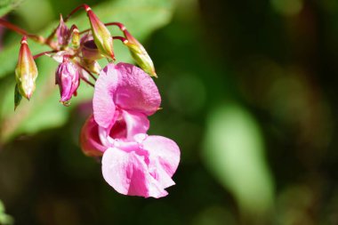 Güzel Himalaya balsamı, Impatiens glandulifera çiçek açan fotoğraf kapanıyor.