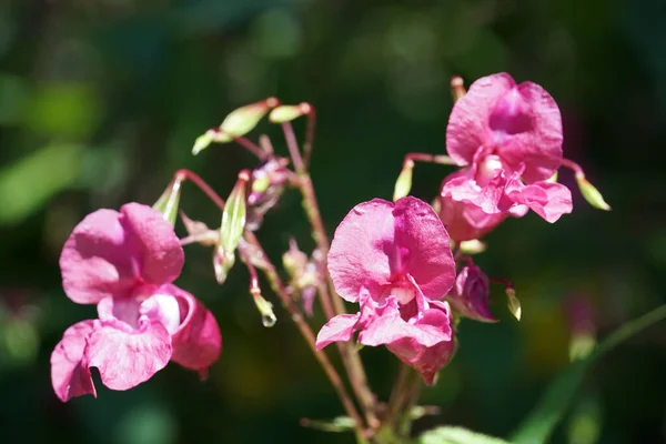 Vacker Himalaya Balsam Impatiens Glandulifera Blommande Blomma Närbild — Stockfoto