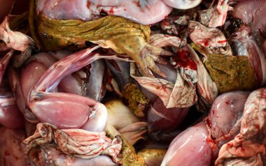 Kaktüs, Kaktaceae familyasının Kuzey ve Güney Amerika 'ya özgü bir monotipidir.