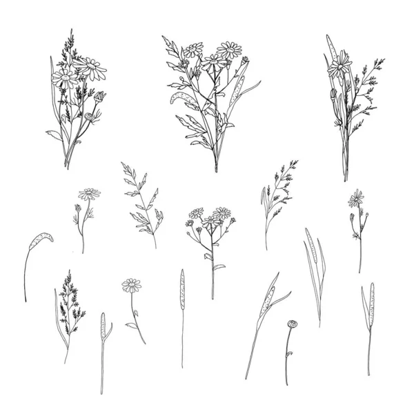 Prairie Herbe Camomille Noir Blanc Sur Fond Blanc Combinaison Éléments — Image vectorielle