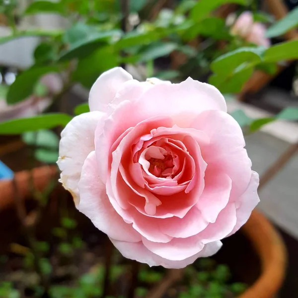 Nahaufnahme Einer Schönen Rosa Rose Garten — Stockfoto