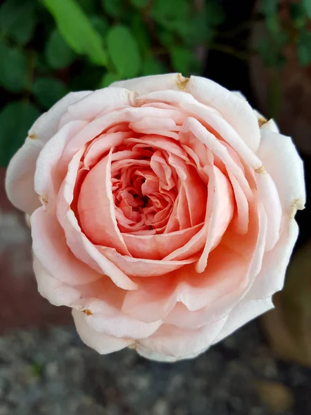 Closeup Rosa Flor Rosa Flor — Fotografia de Stock