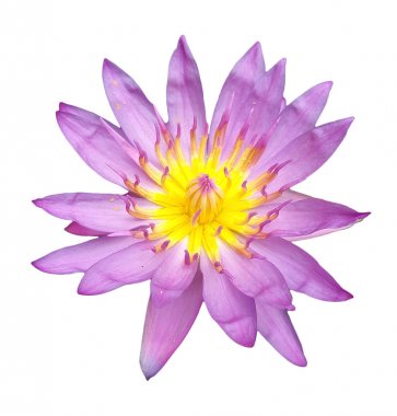 pembe lotus beyaz izole