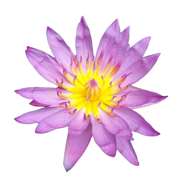 pembe lotus beyaz izole