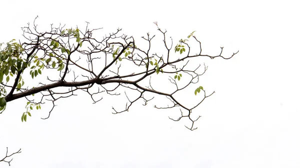 Ramo Árvore Isolado Branco — Fotografia de Stock