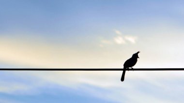 Renkli gökyüzünde kırmızı bıyıklı bülbül silueti