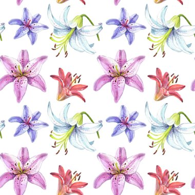 Zarif lilyum, izole beyaz arka planda kırmızı ve pembe çiçekler bir dizi