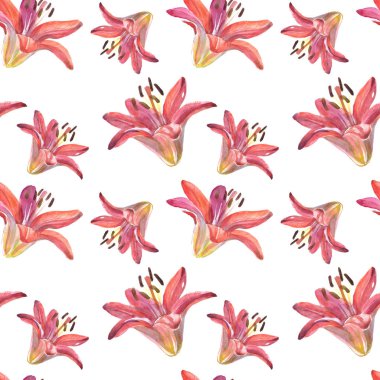 Zarif lilyum, izole beyaz arka planda kırmızı ve pembe çiçekler bir dizi