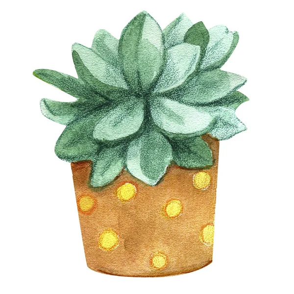 Watercolor cactus and succulents. Raster illustration for greeting cards, — Stock Photo, Image