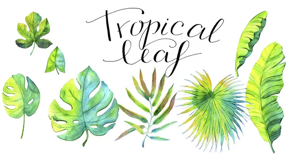 Tropické banánové listy, zrůda. bambus, fíky a dlaň ventilátoru s nápisem. — Stock fotografie