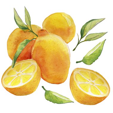 Limon Dikişsiz Desen. Limon ve dalların suluboya kare çerçevesi.