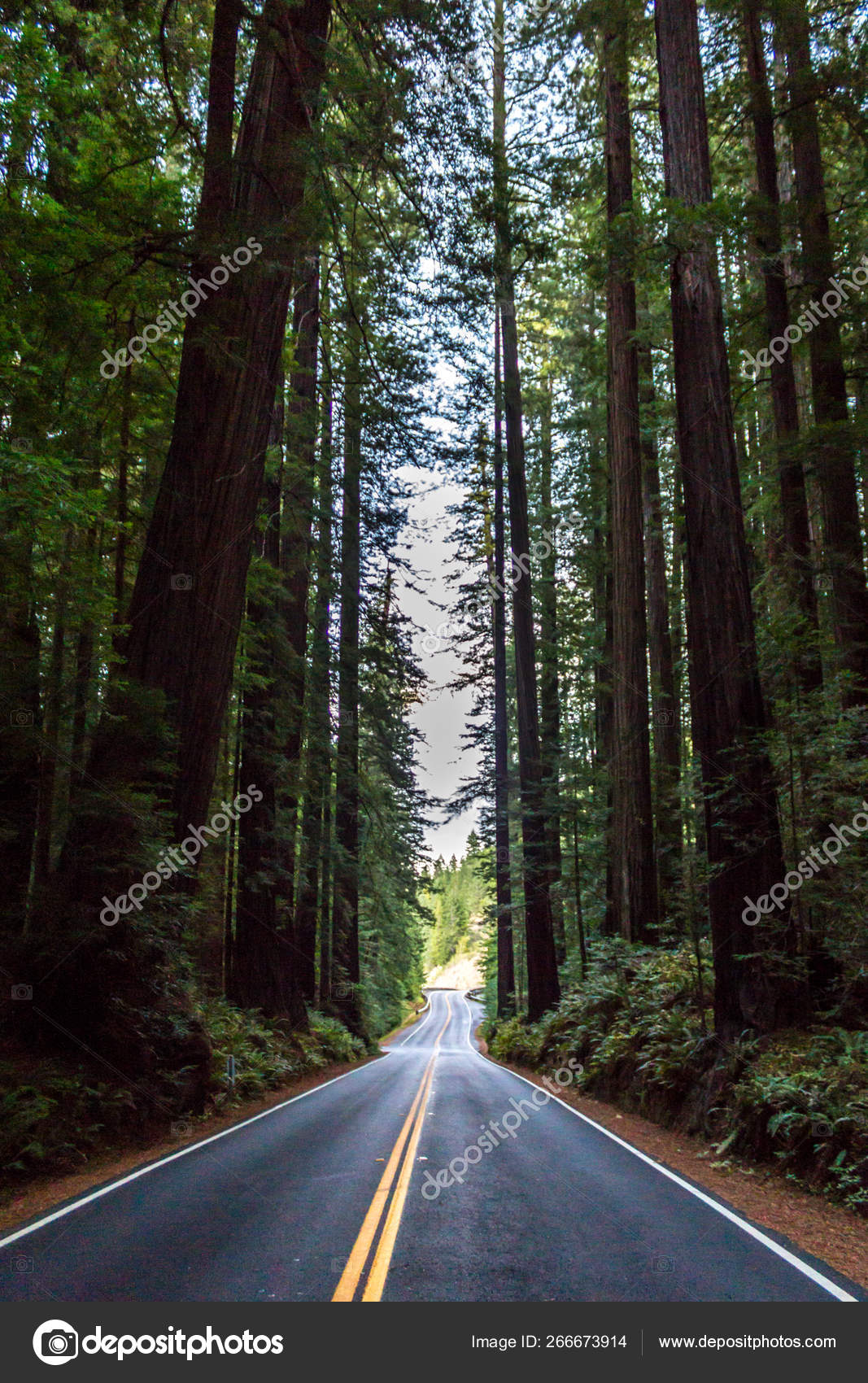 Avenue of the Giants Evening Stock Photo by ©Mikeobiz 266673914