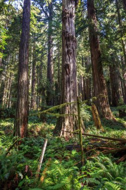 Redwood grove