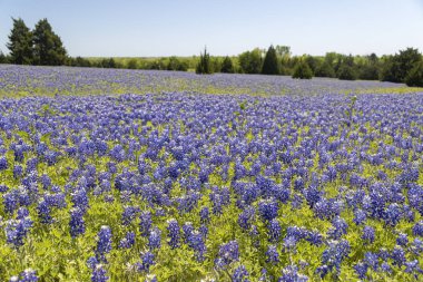 Bluebonnets bir alanda büyüyen