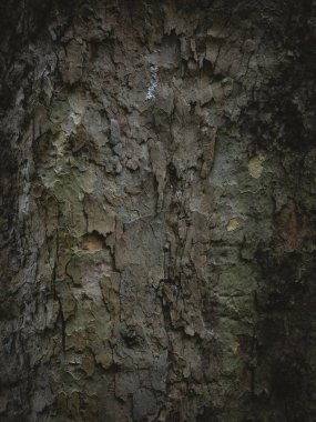 Ağaç ahşap kahverengi doku yakın çekim