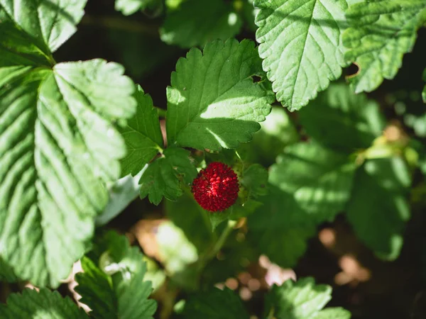 Дикие красные ягоды и зеленые листья — стоковое фото