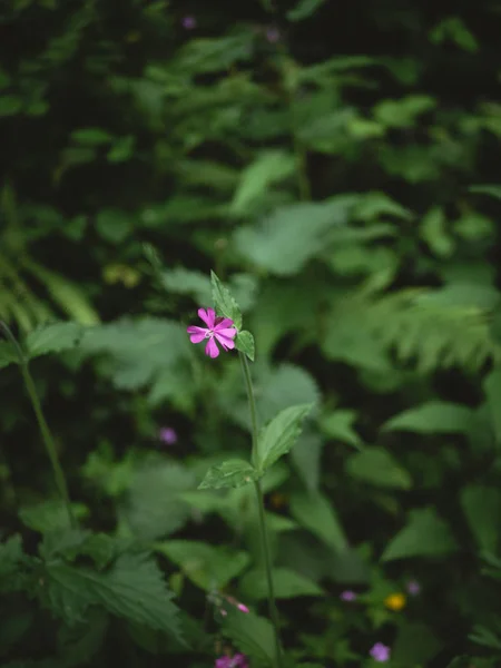 Purple pink flower and green fern