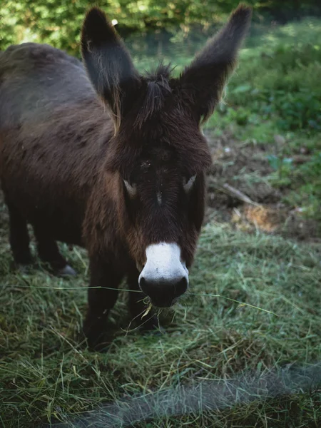Brown bonito burro pastando em uma fazenda — Fotografia de Stock