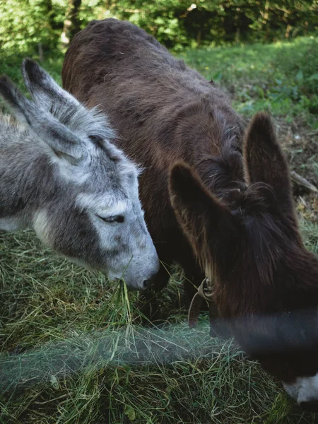 Brown lindo burro pastando con su amigo burro gris en una granja — Foto de Stock