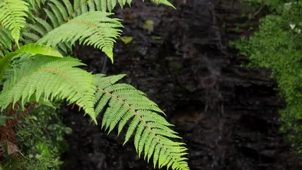 Petite cascade derrière une fougère 