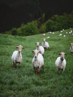 Otlakta koyun otlatma