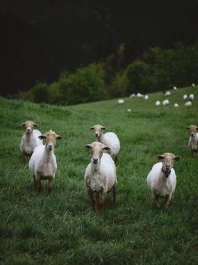 Otlakta koyun otlatma