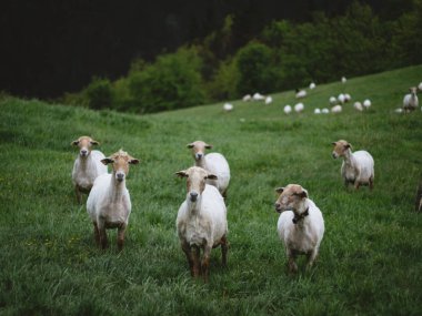 Otlakta koyun otlatma