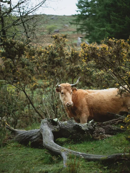 Корова пасутся, глядя направо. — стоковое фото