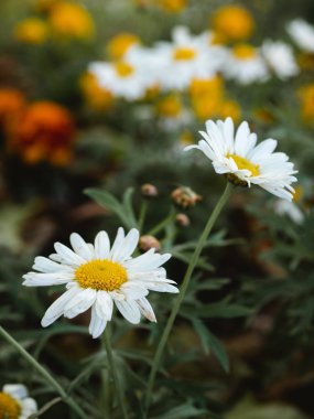 Bokeh arka plan ile Papatya çiçekler yakın çekim