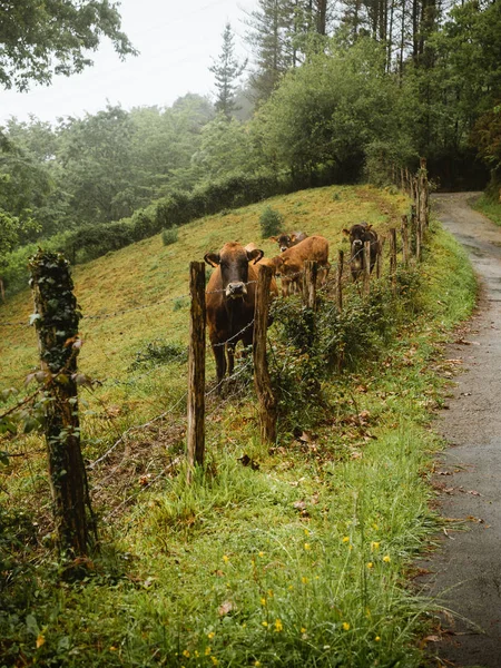 Groupe de vaches curieuses regardant derrière la clôture — Photo