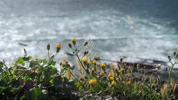 Flores Com Mar Fundo Dia Ventoso — Vídeo de Stock