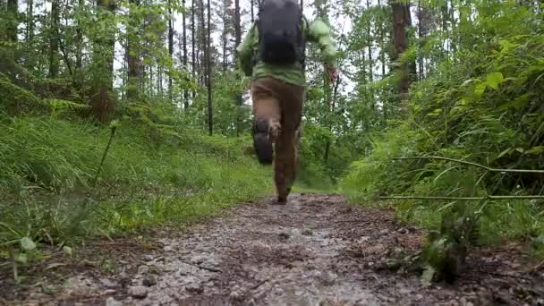 在一个下雨的下午穿过森林 — 图库视频影像