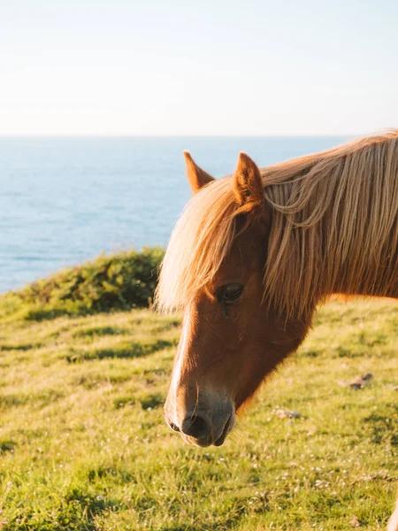 Brunt häst porträtt vid solnedgången intill havet — Stockfoto