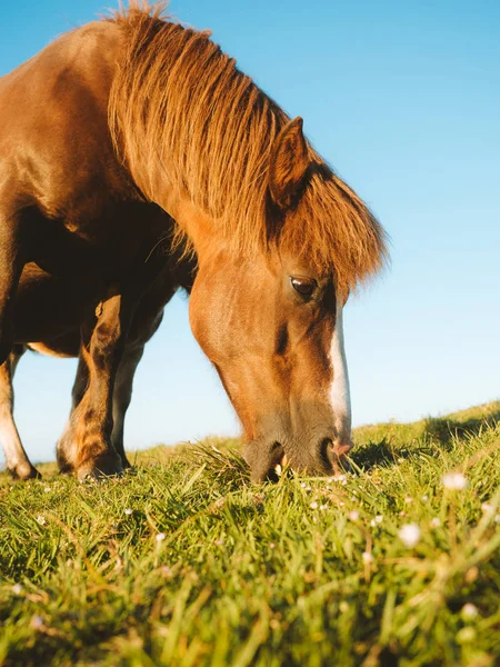 Brun häst bete på en betesmark med klarblå himmel — Stockfoto