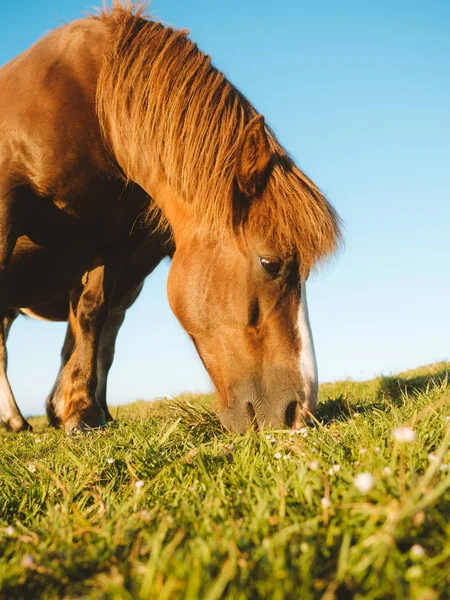 Brun häst bete på en betesmark med klarblå himmel — Stockfoto