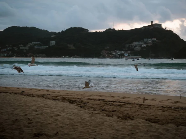 San Sebastian plajında uçan martılar