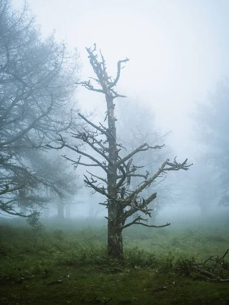 Árbol muerto en un espeluznante bosque de niebla — Foto de Stock