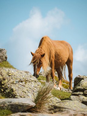Bir dağın zirvesinde otlayan güzel ücretsiz kahverengi at