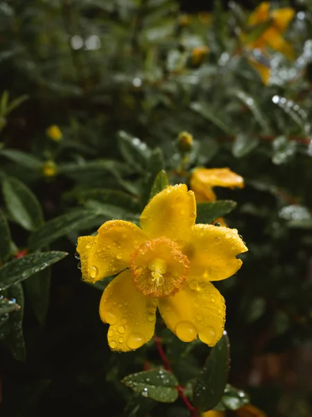 Flor amarilla húmeda y hojas verdes —  Fotos de Stock