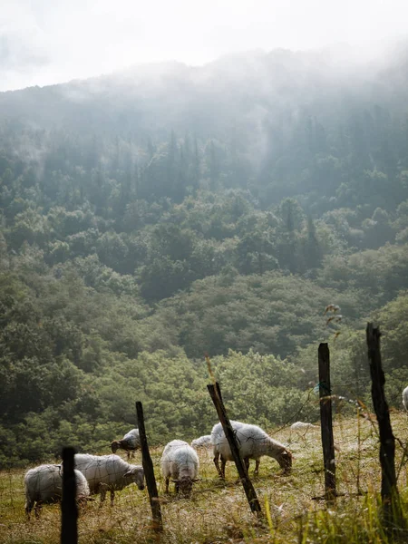 Schafherde weidet an einem nebligen und sonnigen Morgen — Stockfoto