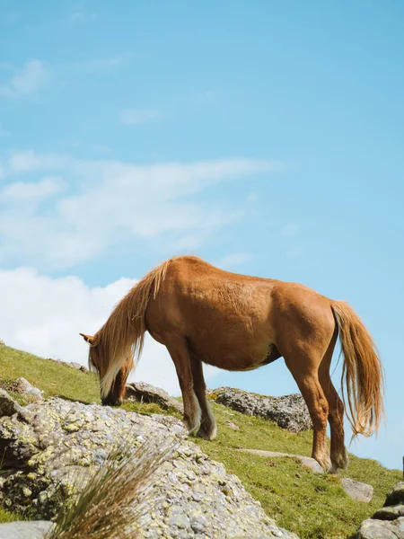 Hermoso caballo marrón libre pastando en la cima de una montaña — Foto de Stock