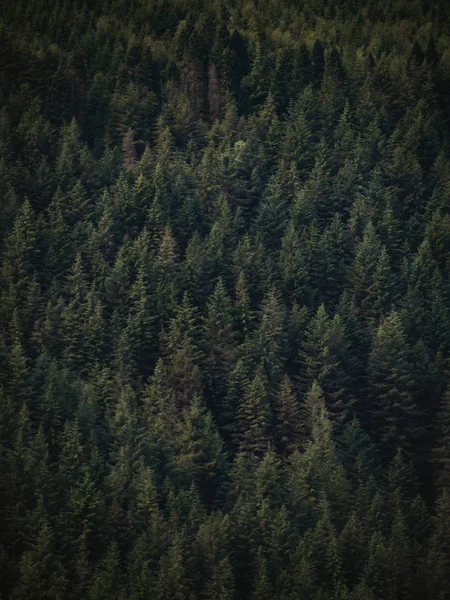 Bosque de pino patrón oscuro — Foto de Stock